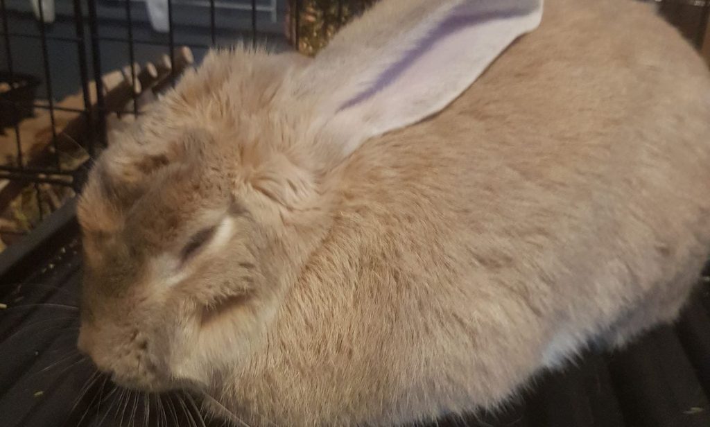 Rabbit sleeping loafed