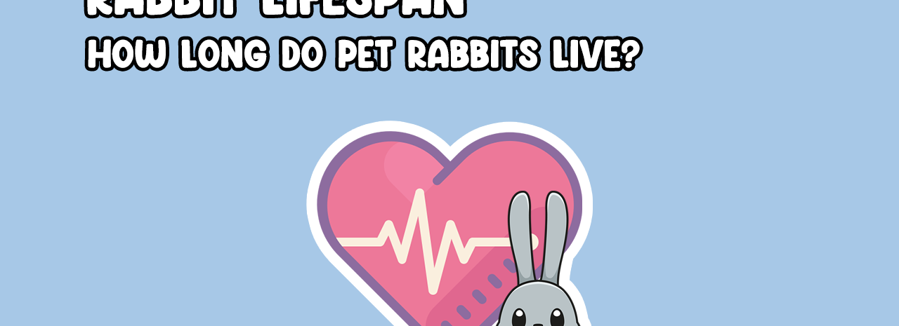How long can a rabbit live for?