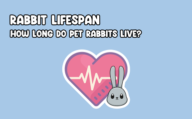 How long can a rabbit live for?