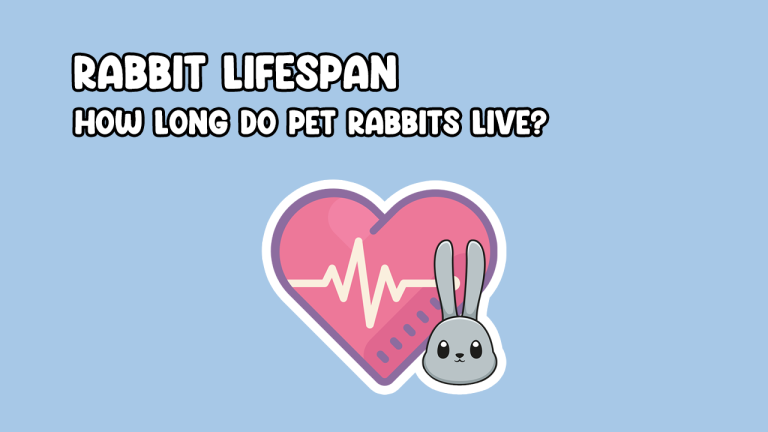 Rabbit Lifespan: How Long Do Pet Rabbits Live? | Cottontail Club