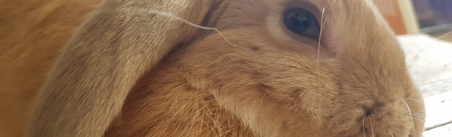 Gi Stasis in Rabbits