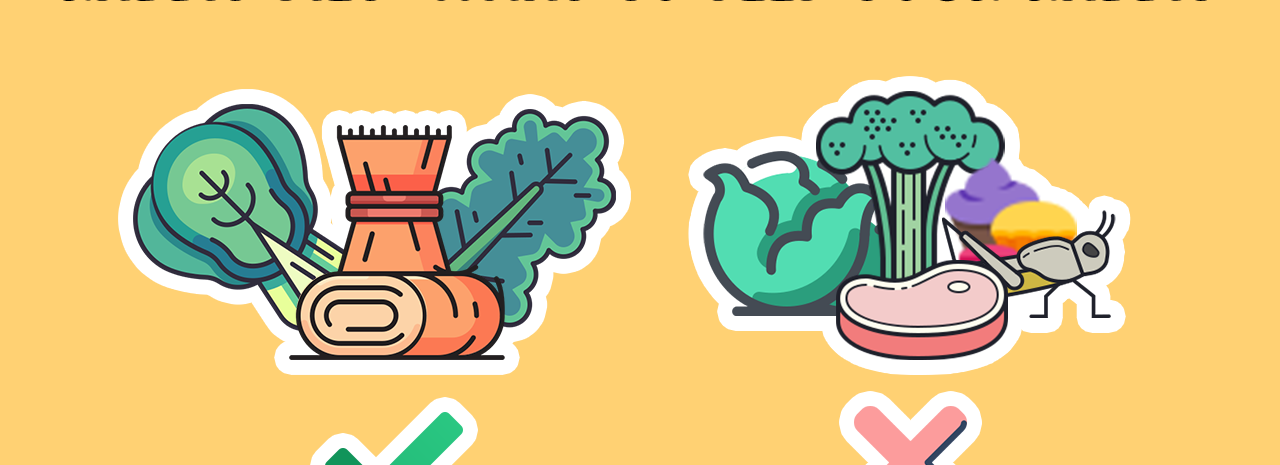 Rabbit Diet