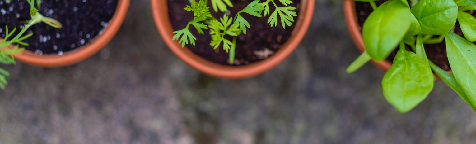 Herbs rabbits can eat