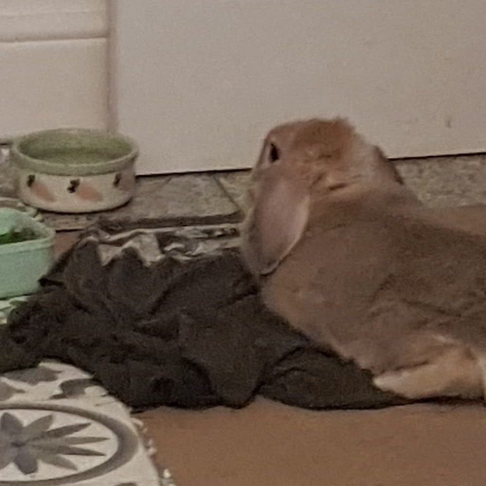 Using an Ice Mat to keep rabbit cool in Summer