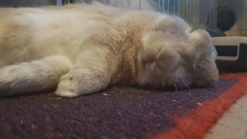 Rabbit Sleeping