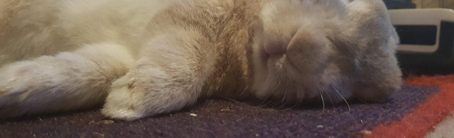 Rabbit Sleeping