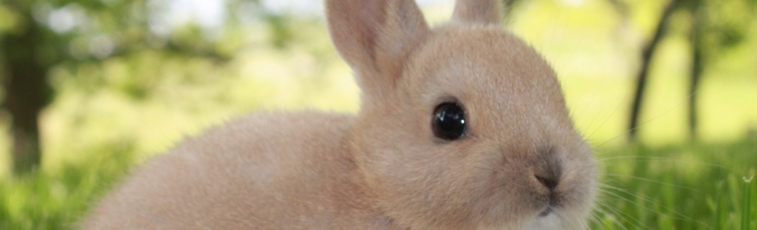 Dwarf Rabbit