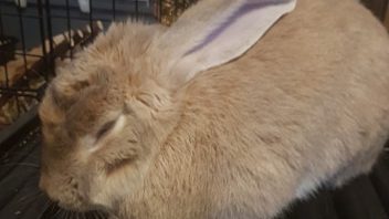 Link the Rabbit