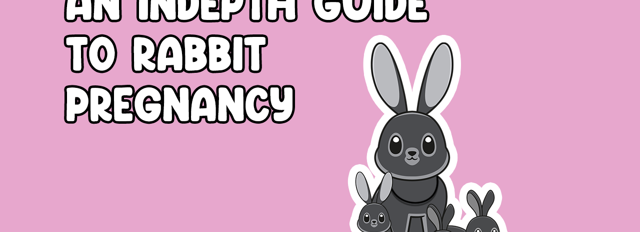 An Indepth Guide to Rabbit Pregnancy