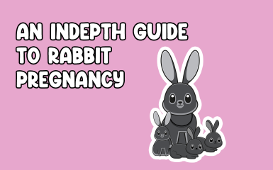 An Indepth Guide to Rabbit Pregnancy