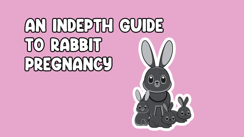 An Indepth Guide to Rabbit Pregnancy