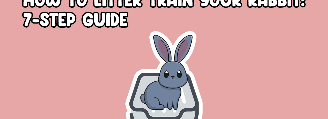How to litter train your rabbit