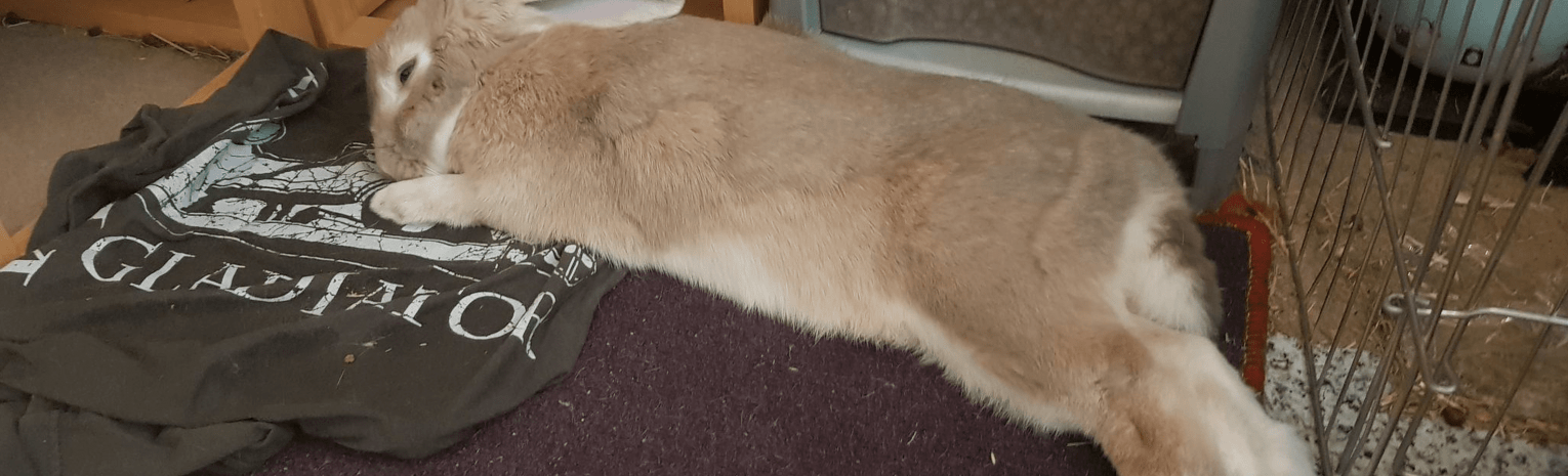 Rabbit sleeping laying down