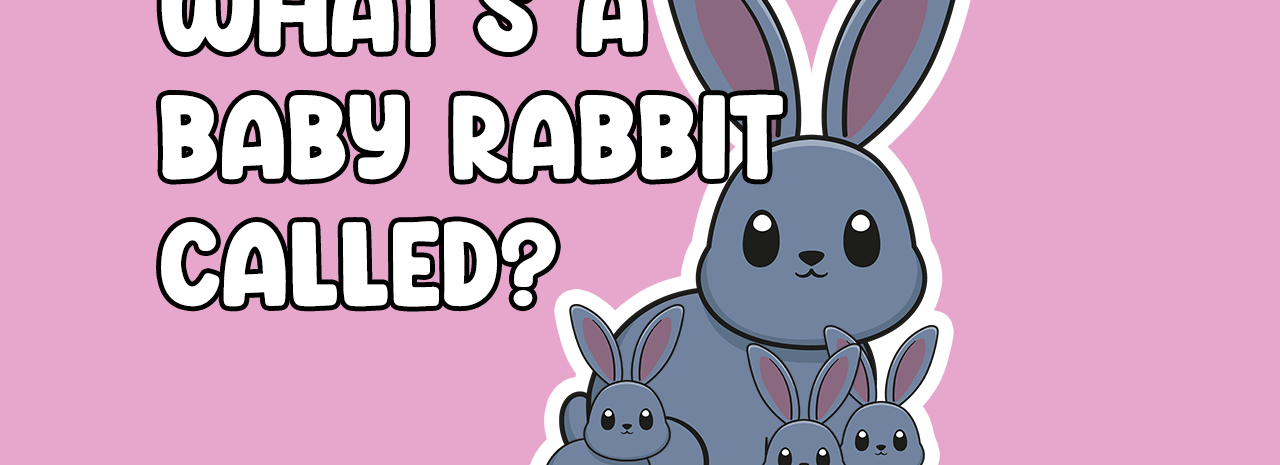 Whats a baby rabbit