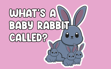 Whats a baby rabbit