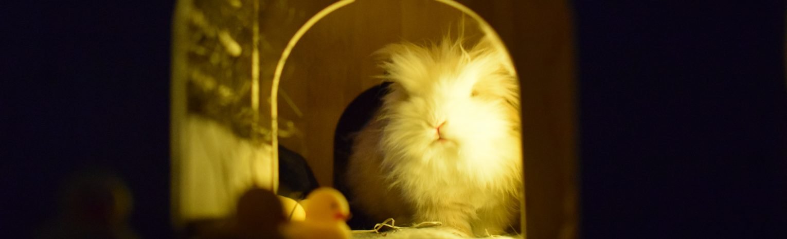 Angora Rabbit