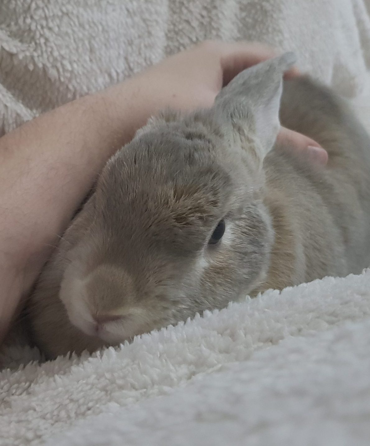 Rabbit Photo Submission Cottontail Club