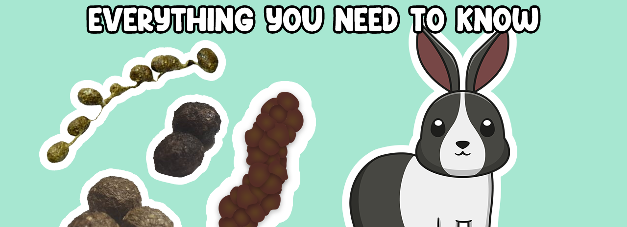 Rabbit Poo