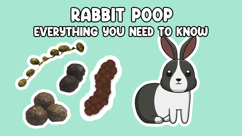 Rabbit Poo
