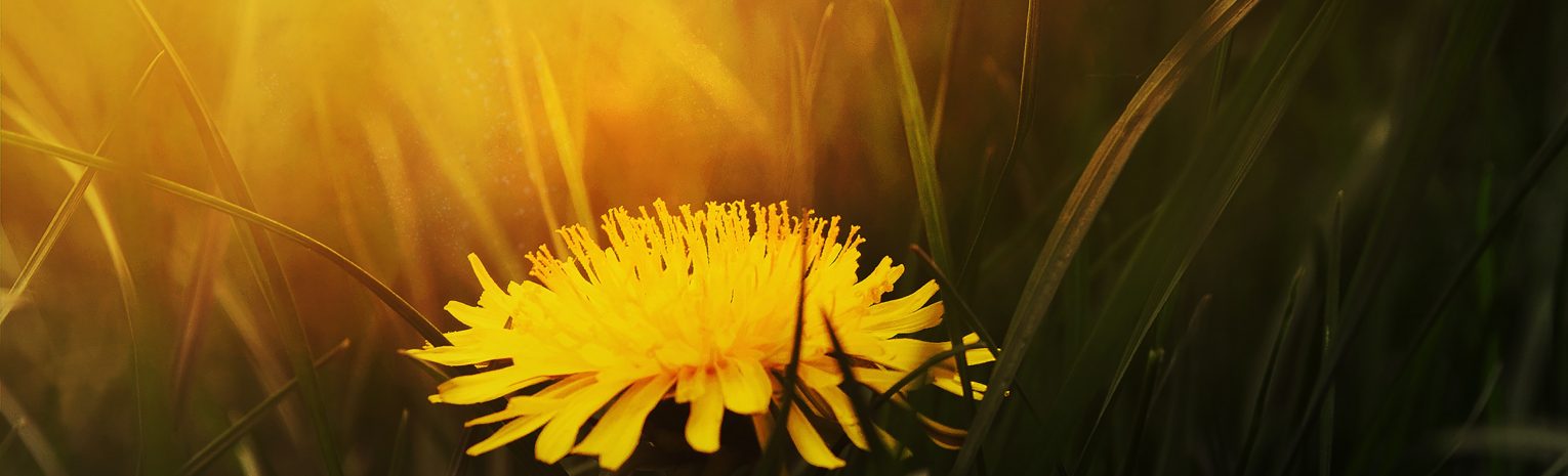 Dandelions