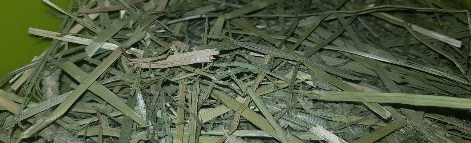 How to store Rabbit Hay