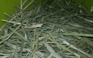 How to store Rabbit Hay
