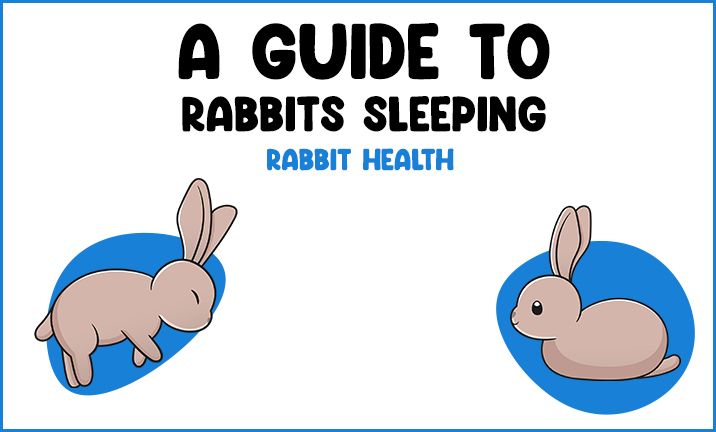 A Guide to Rabbits Sleeping