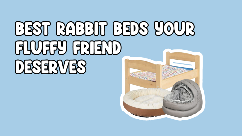 Best Beds for rabbits