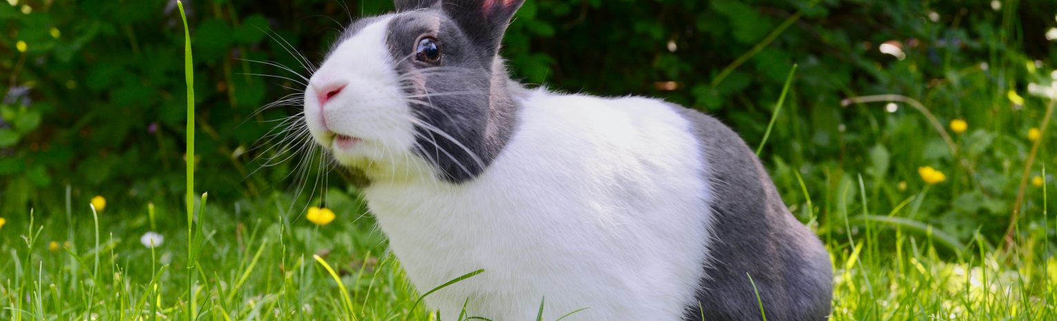 Rabbit Run
