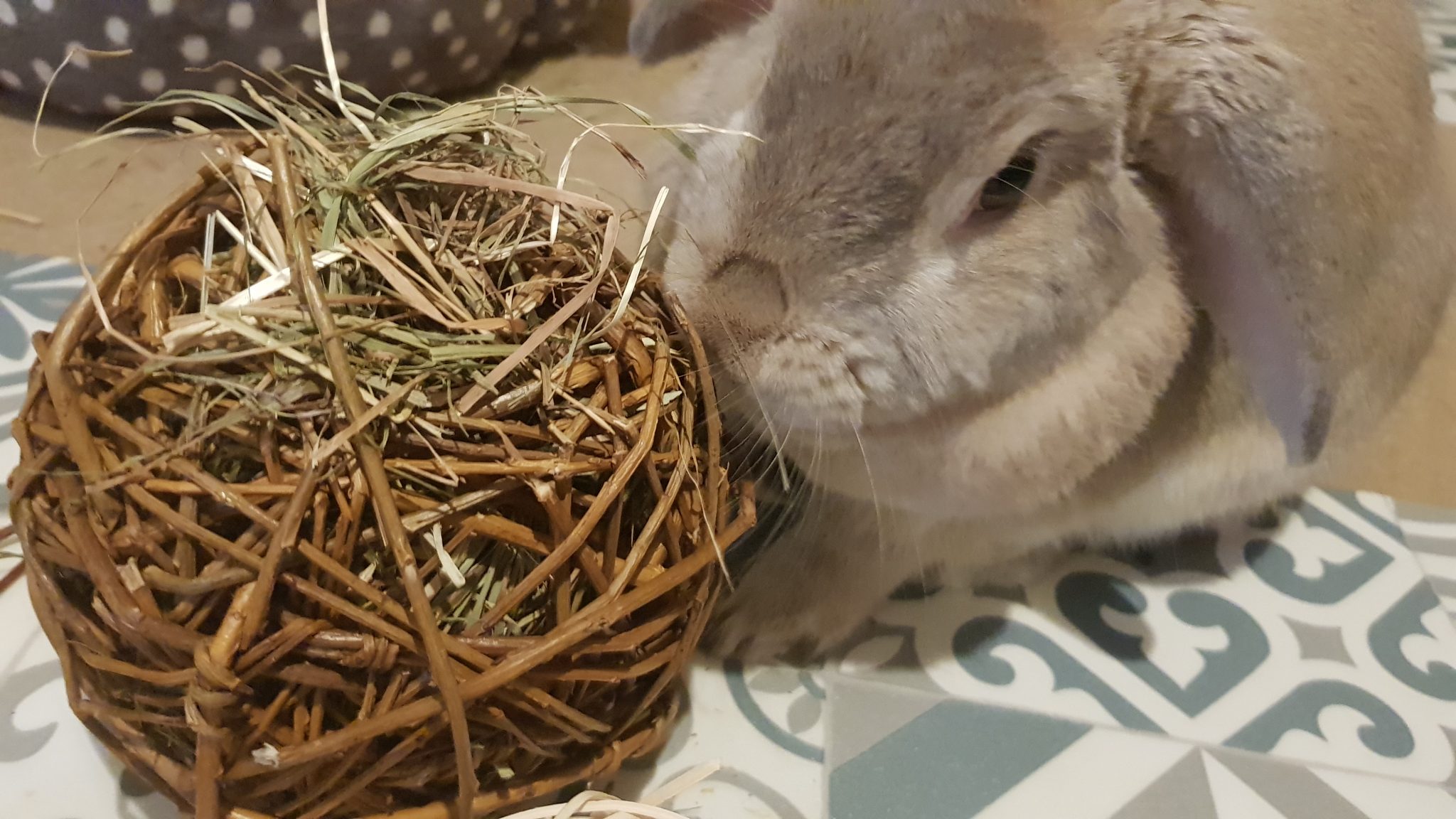 How Long Can You Leave a Rabbit In a Cage? Cottontail Club