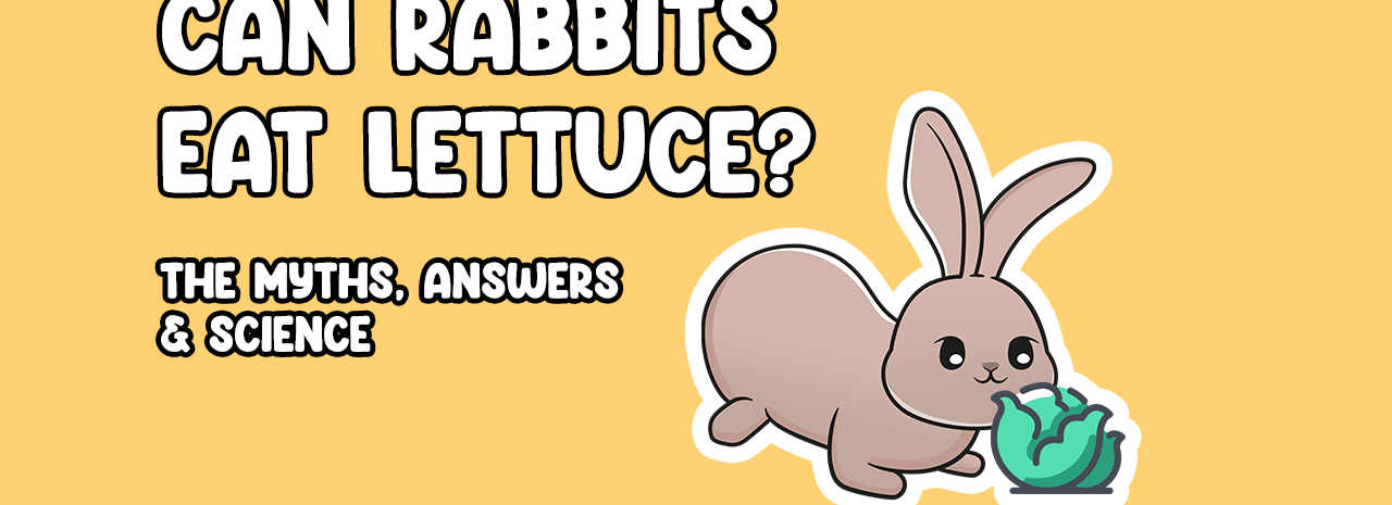 Can Rabbits Eat Lettuce