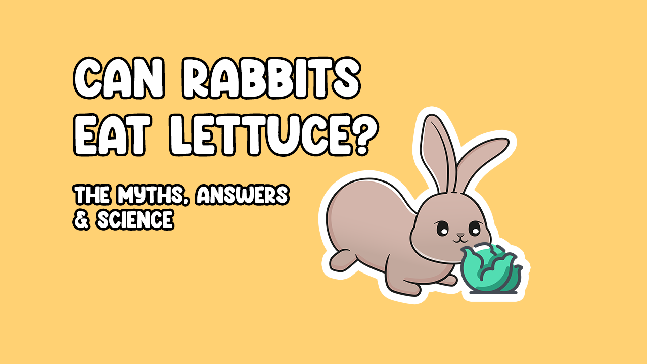 Can Rabbits Eat Lettuce? The Myths, Answers & Science Cottontail Club