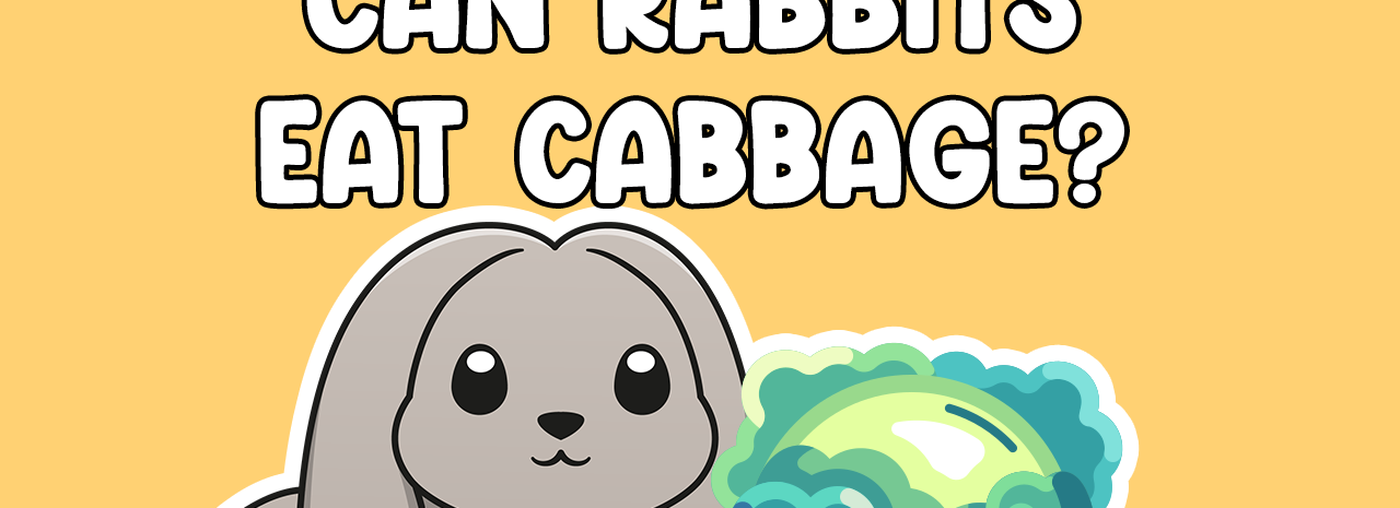 Can rabbits eat cabbage