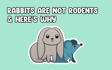 Rabbits are not rodents