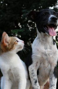 Cat and Dog - Rabbit Predator