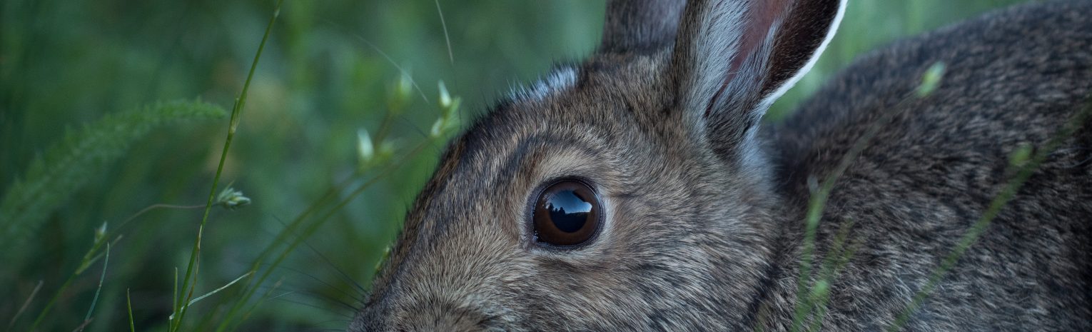 Rabbit Predators