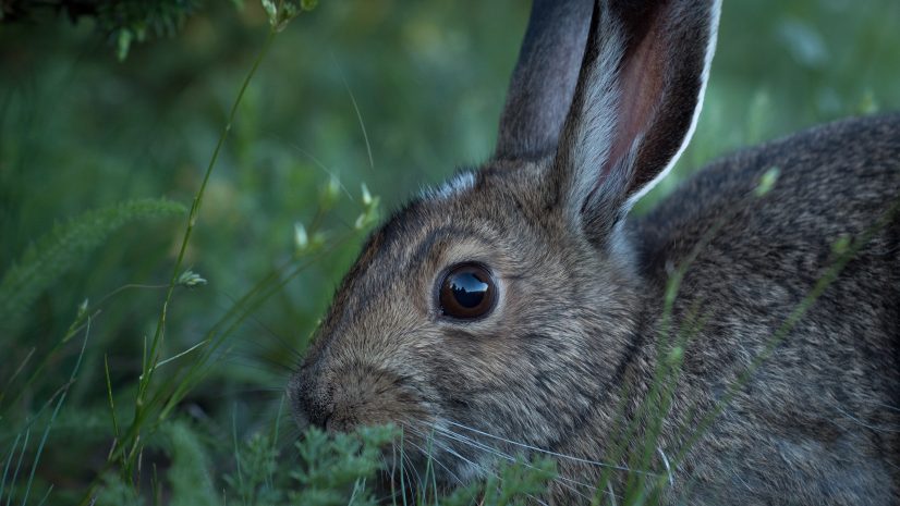 Rabbit Predators