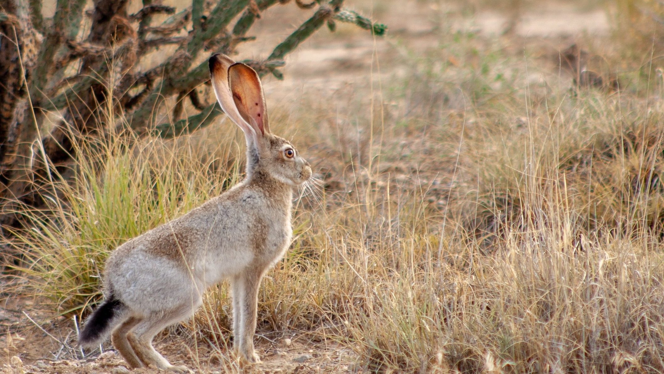 What is the difference between rabbits and hares - Jackrabbit