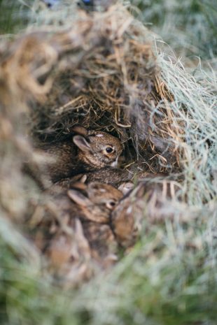 Baby Rabbits in Nest