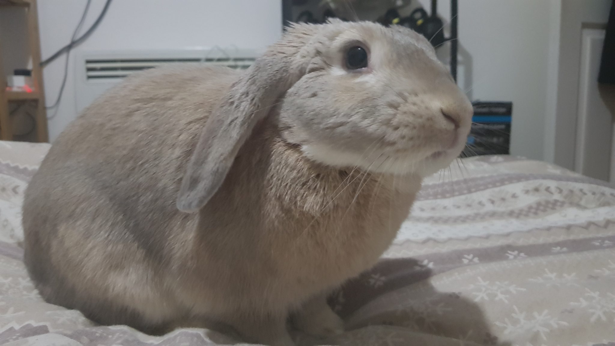 Wild Rabbit Size How Big Do Rabbits Get? (Smallest to Largest Breeds) | Cottontail Club