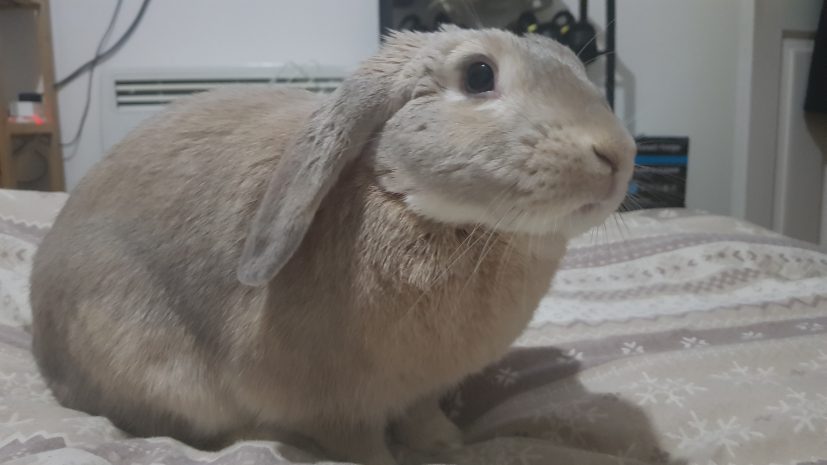 Medium Sized Rabbit