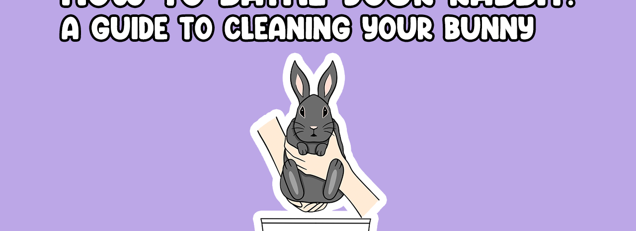 How to bathe your rabbit