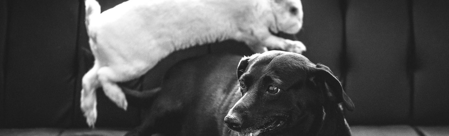 francis delapena kYTZwojDd8 unsplash e1622330793523