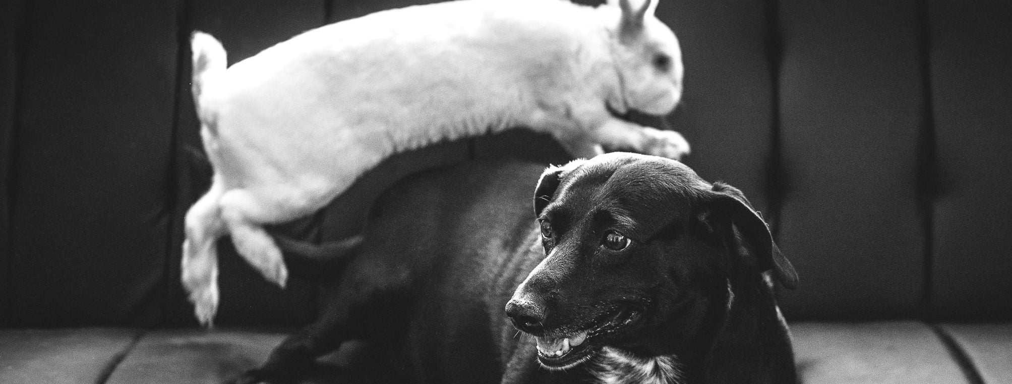 Do Rabbits Get Along With Other Pets? Cottontail Club