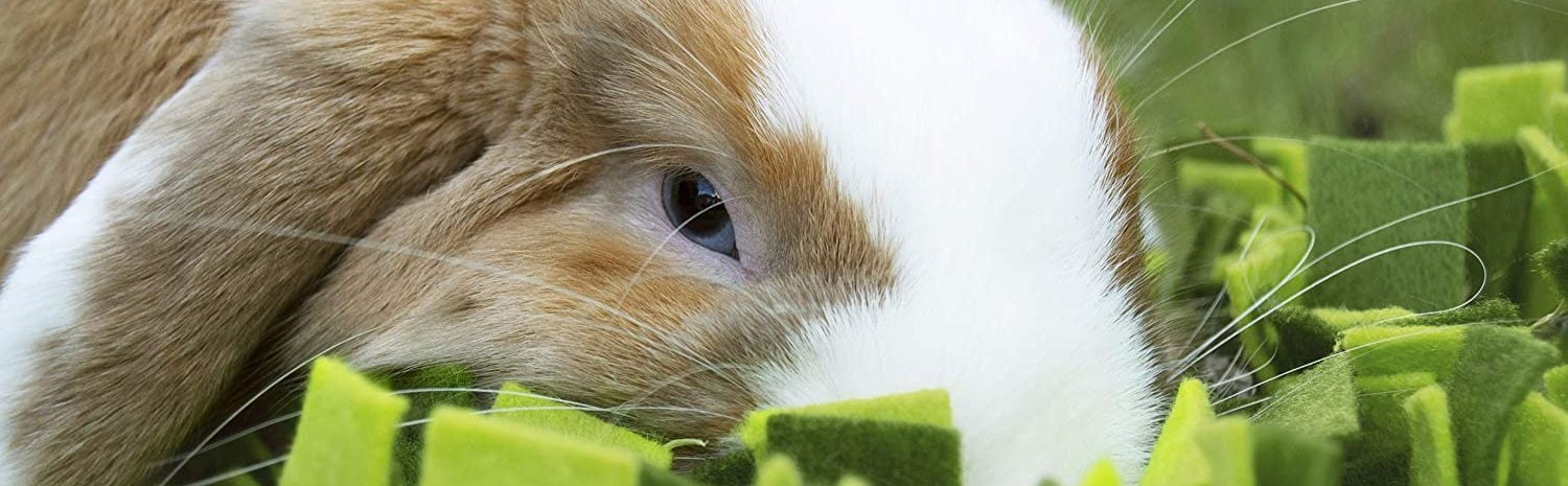 Rabbit Treats