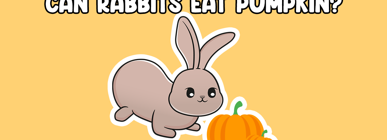Can Rabbits Eat Pumpkin