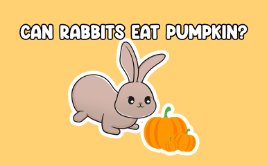 Can Rabbits Eat Pumpkin