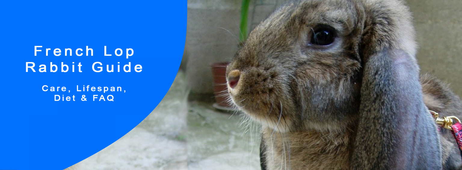 French Lop Rabbit Guide - Care, Lifespan, Diet & FAQ | Cottontail Club