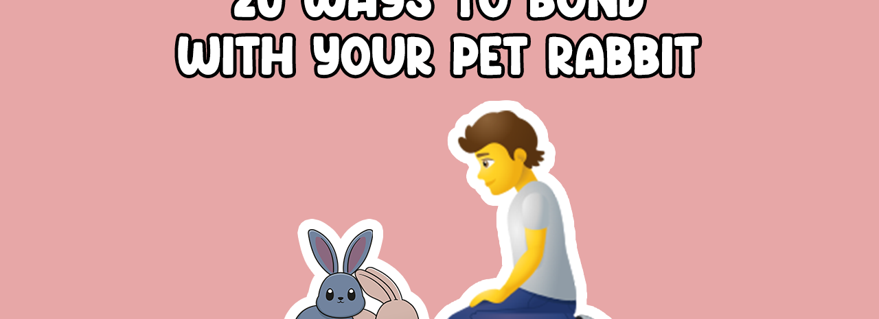 20 ways to bond with your pet rabbit