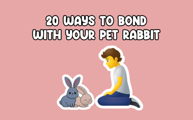 20 ways to bond with your pet rabbit